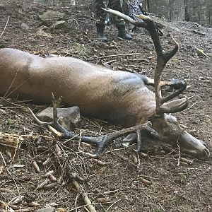 Hunt Red Stag in Carpathian Mountians Romania