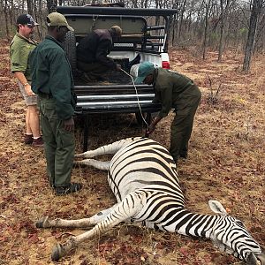 Burchell's Plain Zebra Hunt Zimbabwe