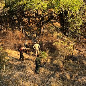 Leopard Baiting Zimbabwe