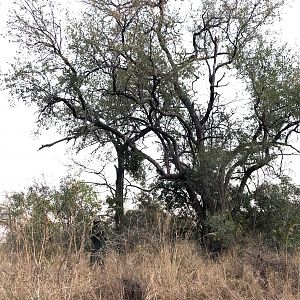 Leopard Baiting Zimbabwe