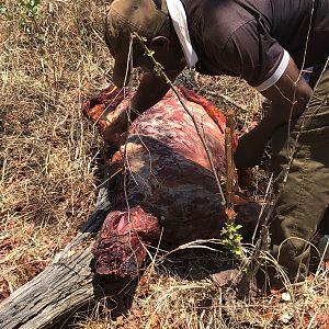 Setting up of Leopard bait