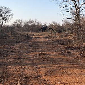 Young Elephant Bull crossing the road