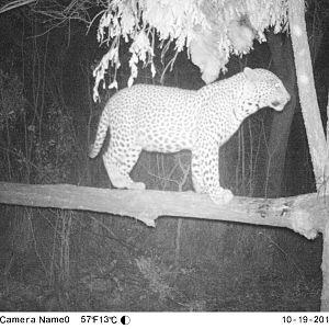 Leopard Trail Cam Pictures Zimbabwe