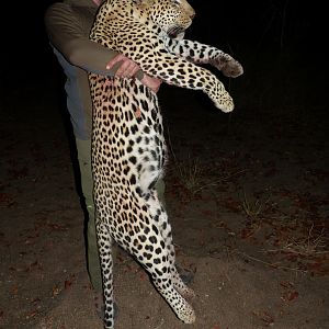 Zimbabwe Hunt Leopard