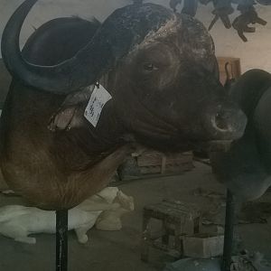 Cape Buffalo Shoulder Mount Taxidermy