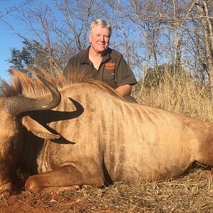 Golden Wildebeest Hunting South Africa