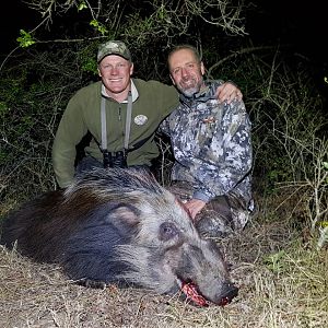 Bushpig Hunting South Africa