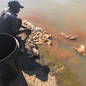 Catfish Fishing Zimbabwe