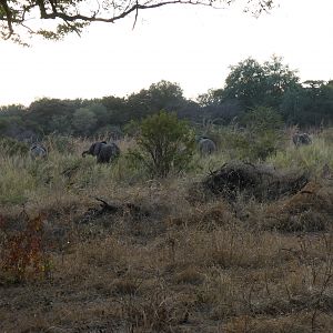 Herd of Elephants Zimbabwe