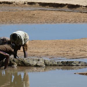 Trackers retrieving Crocodile Zambia