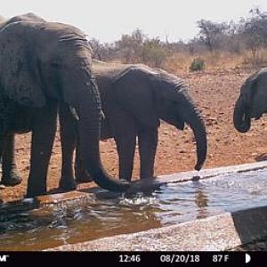 Trail Cam Pictures of Elephant in South Africa