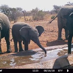 Elephant Trail Cam Pictures South Africa