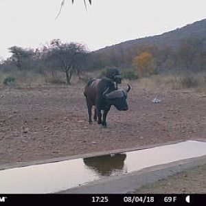 Trail Cam Pictures of Cape Buffalo in South Africa