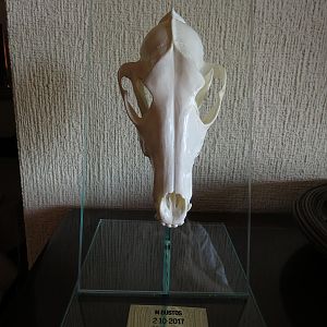 European Skull Mount Taxidermy