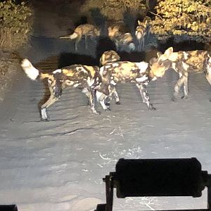Pack of Wild Dogs in Zambia