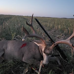 Hunting Mule Deer