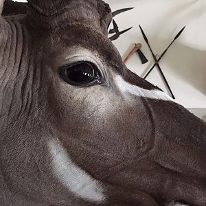 Kudu Shoulder Mount Taxidermy Close Up