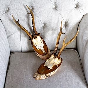 Roe Deer European Skull Mount Taxidermy