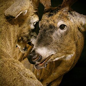 Locked Bucks Pedestal Mount Taxidermy