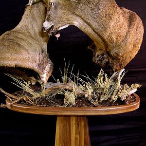 Locked Bucks Pedestal Mount Taxidermy