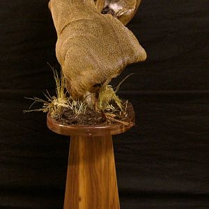 Locked Bucks Pedestal Mount Taxidermy