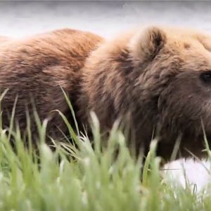 Sow brown bear - McNeil River, Alaska