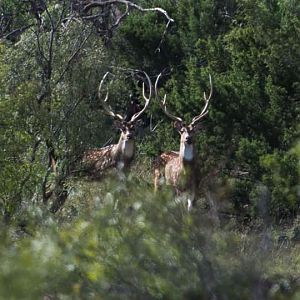 Axis Deer in Texas USA