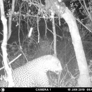 Trial Cam Pictures of Leopard in Zimbabwe