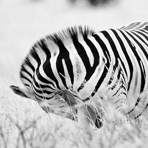 Burchell's Plain Zebra South Africa