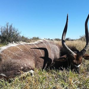 South Africa Hunting Nyala