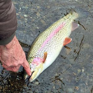 Bead fishing for rainbow trout