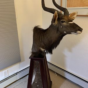 NYALA 2017