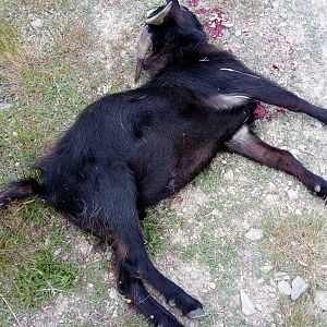 Feral Goat Hunting New Zealand