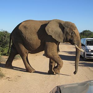 Elephant South Africa