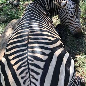 Hunt Hartmann's Mountain Zebra in Namibia