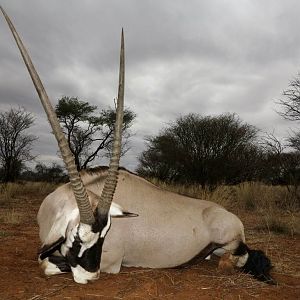 Gemsbok Hunting Namibia