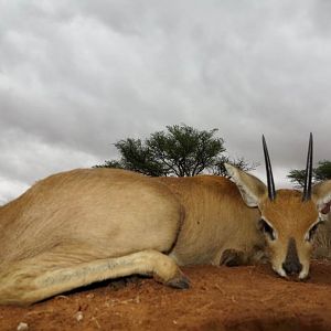 Hunt Steenbok in Namibia