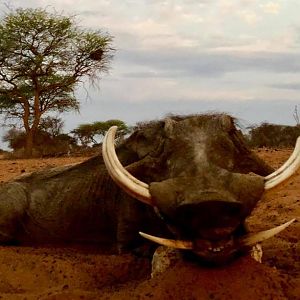 Namibia Hunting Warthog