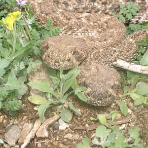 Rattlesnakes Arizona USA