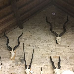 Kudu,  Gemsbok & Eland European Skull Mounts Taxidermy
