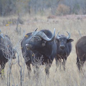 Cape Buffalo South Africa