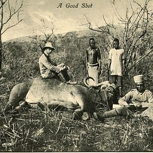 Buffalo Hunting Tanganyika
