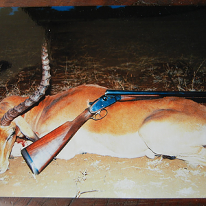 Impala Hunting South Africa