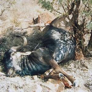 Hunting Blue Wildebeest in South Africa