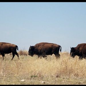 Bison Texas USA