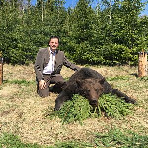 Romanian brown bear