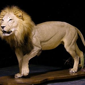 Lion Full Mount Taxidermy