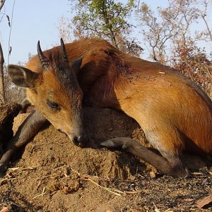 Hunting Red-flanked Duiker in Cameroon