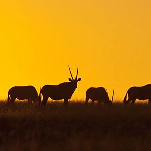 Gemsbok in the Golden Namibian Sunset