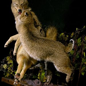 Big Bobcat VS Coyote Full Mount Pedestal Taxidermy